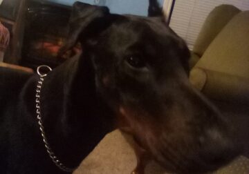14 Month old Doberman