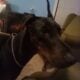 14 Month old Doberman