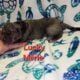 Italian Daniffs 50% Cane Corso 50% Great Dane