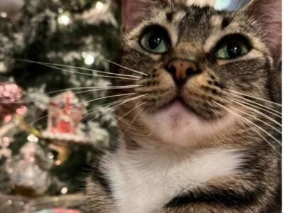 Snow shoe cat female
