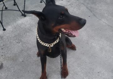 Intact Doberman w papers