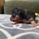 Dachshund Chihuahua mix