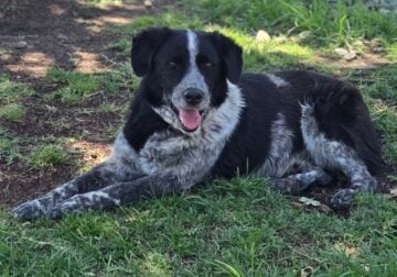 Free Sweet Dog