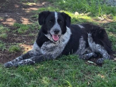 Free Sweet Dog