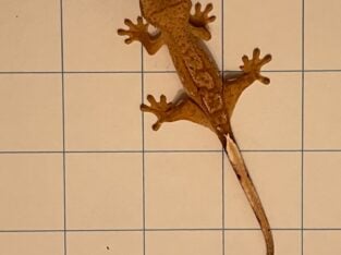 Baby Crested Geckos