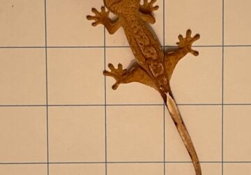 Baby Crested Geckos