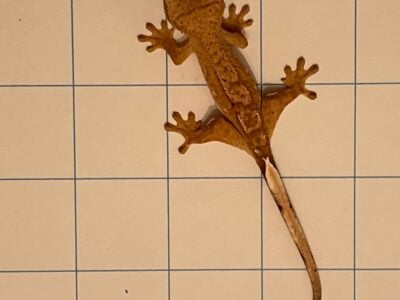 Baby Crested Geckos