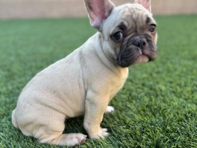 French bull dogs