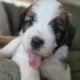 Saint Berdoodle Puppies