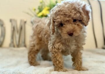Cockapoo Puppies