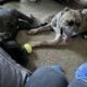 Full blooded presa canario psycho bloodline