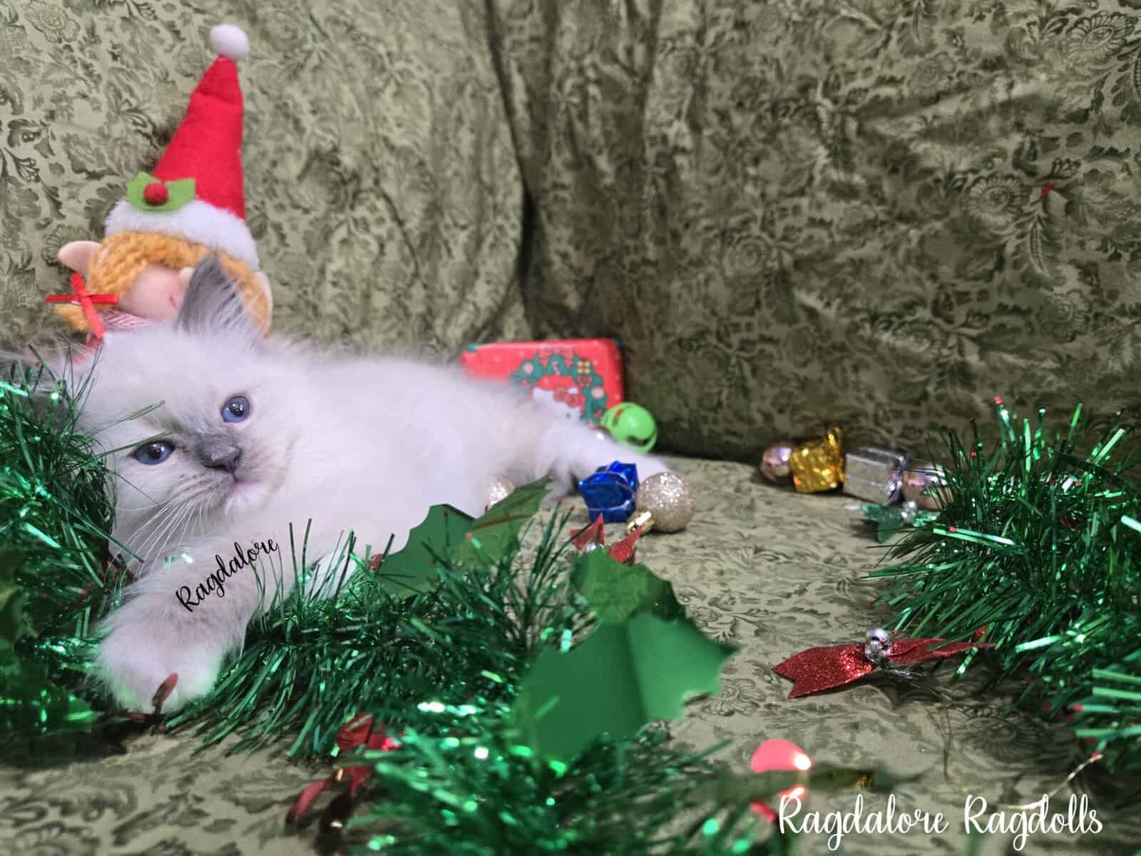 Adorable TICA Ragdoll Princess image 3