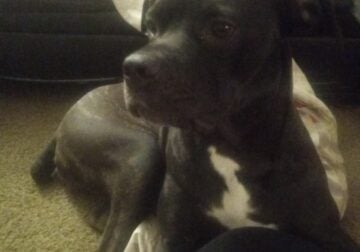 Female cane corso