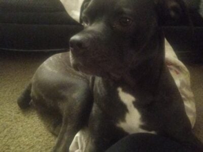 Female cane corso