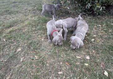 Weimaraner Pups 6 weeks AKC bloodlines