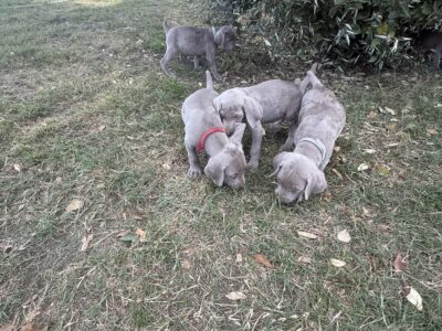 Weimaraner Pups 6 weeks AKC bloodlines