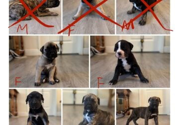 Presa canario puppies