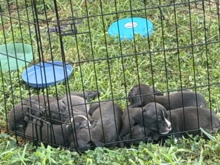 Pit puppies7