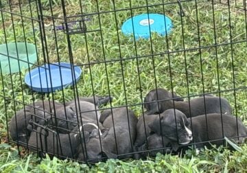 Pit puppies7