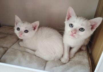 Kittens looking for new homes asap