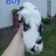 Shihtzu boys and girls all black and white