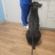 AKC Cane Corso Gentle Giant
