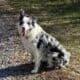 ABCA – Intact Female Border Collie