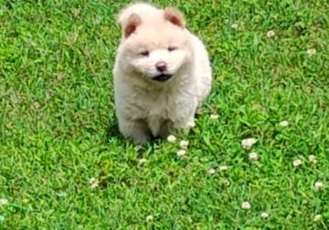 Chow puppies for sale