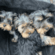 Yorkie