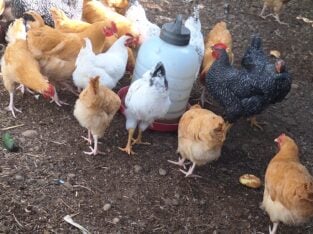 Rooster