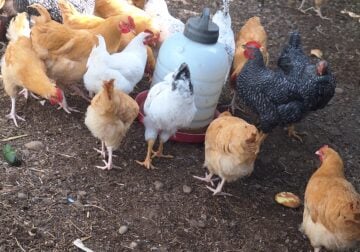 Rooster