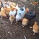 Rooster