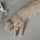 Orange Tabby Kitten