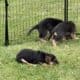Hi I’m Nokie a 10.5 week Shepherd pup from Butler