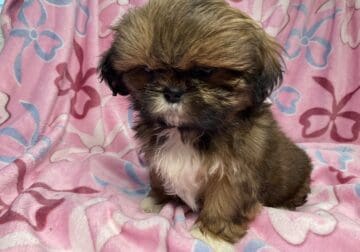 🐾 AKC Puppies Ready for Their Forever Homes! 🐾