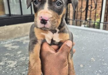 Pitbull puppies