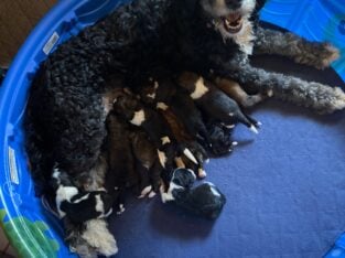 Bernedoodle Puppies