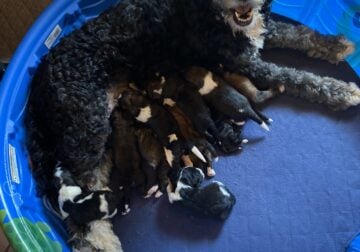 Bernedoodle Puppies