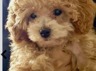 Female Toy Poodle
