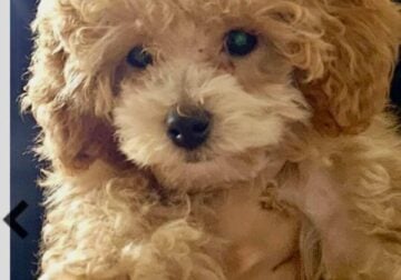 Female Toy Poodle