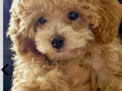 Female Toy Poodle