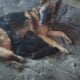 German shepherd puppies