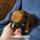 AKC Boxer Puppies for sale