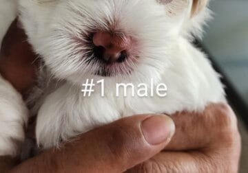 Bella’s puppies