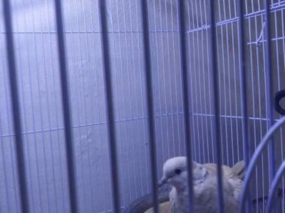 Pigeon