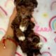 Toy poodles