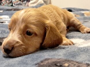 Diamond Unique Mini Weenies