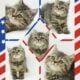 CFA Exotic Shorthairs