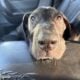 Great Dane / Mastiff