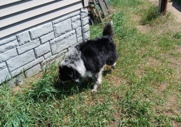 5 year old border collie mix male